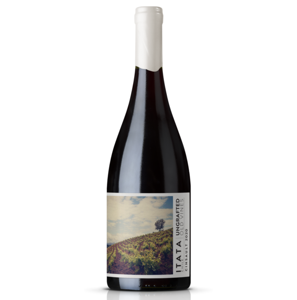 Ungrafted Old Vino Cinsault