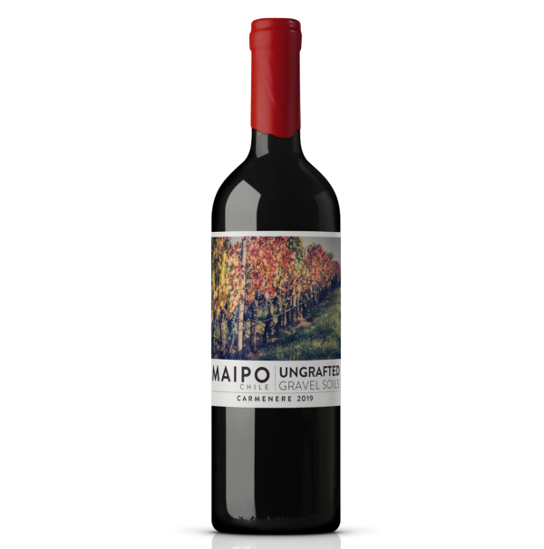 Ungrafted Carmenère